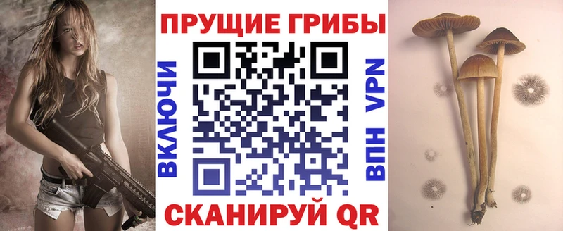 Псилоцибиновые грибы Cubensis  Купить  Ленск 